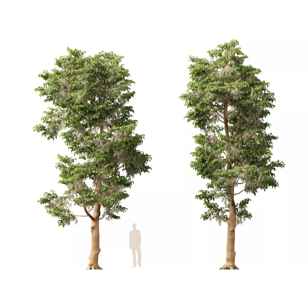 Shorea Roxburghii 3D Model – Low Poly Plant Asset, FBX & Blender - View 10