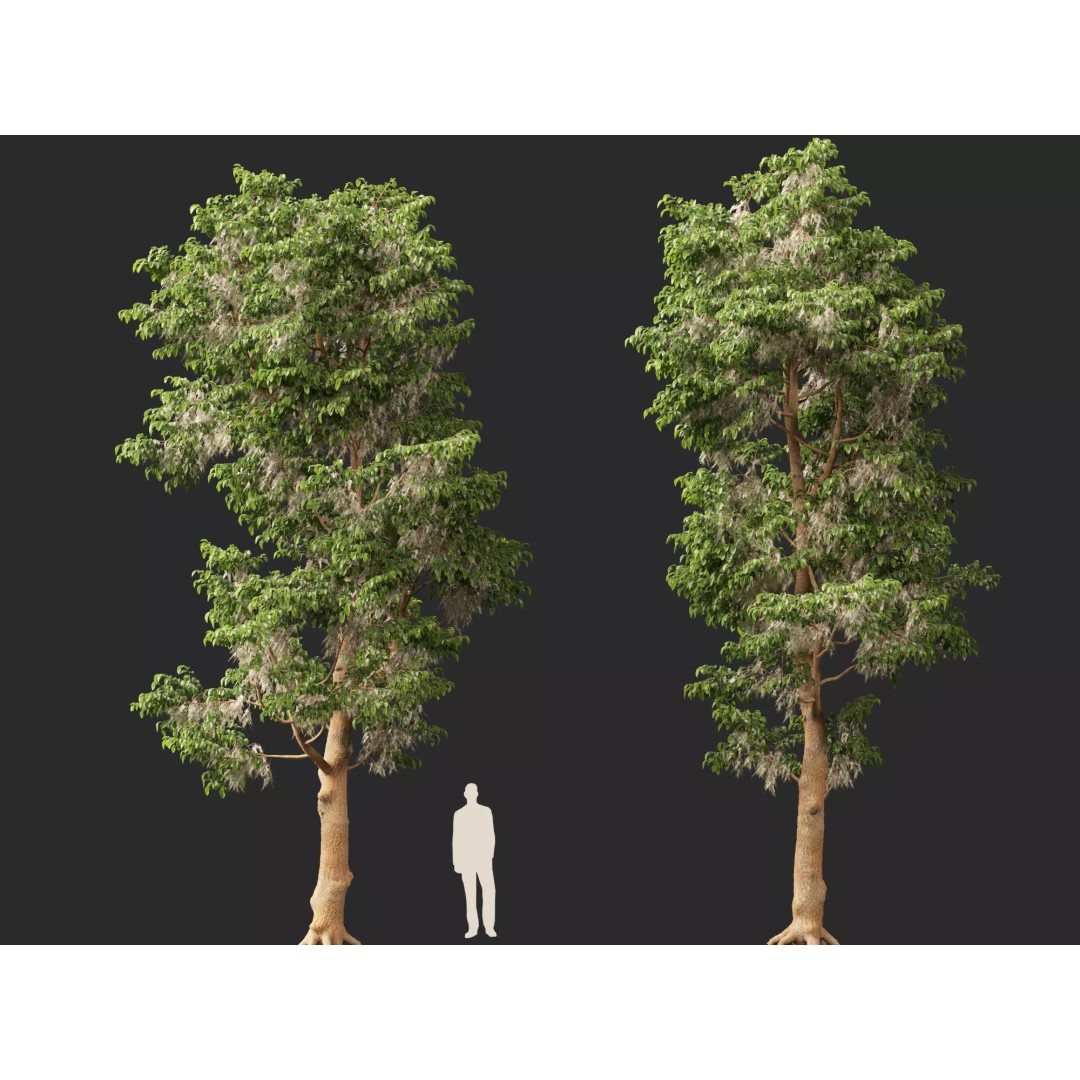 Shorea Roxburghii 3D Model – Low Poly Plant Asset, FBX & Blender - View 11