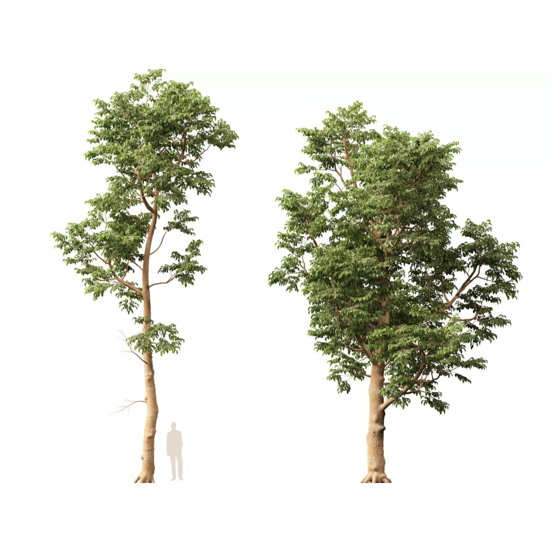 Shorea Roxburghii 3D Model – Low Poly Plant Asset, FBX & Blender - View 12