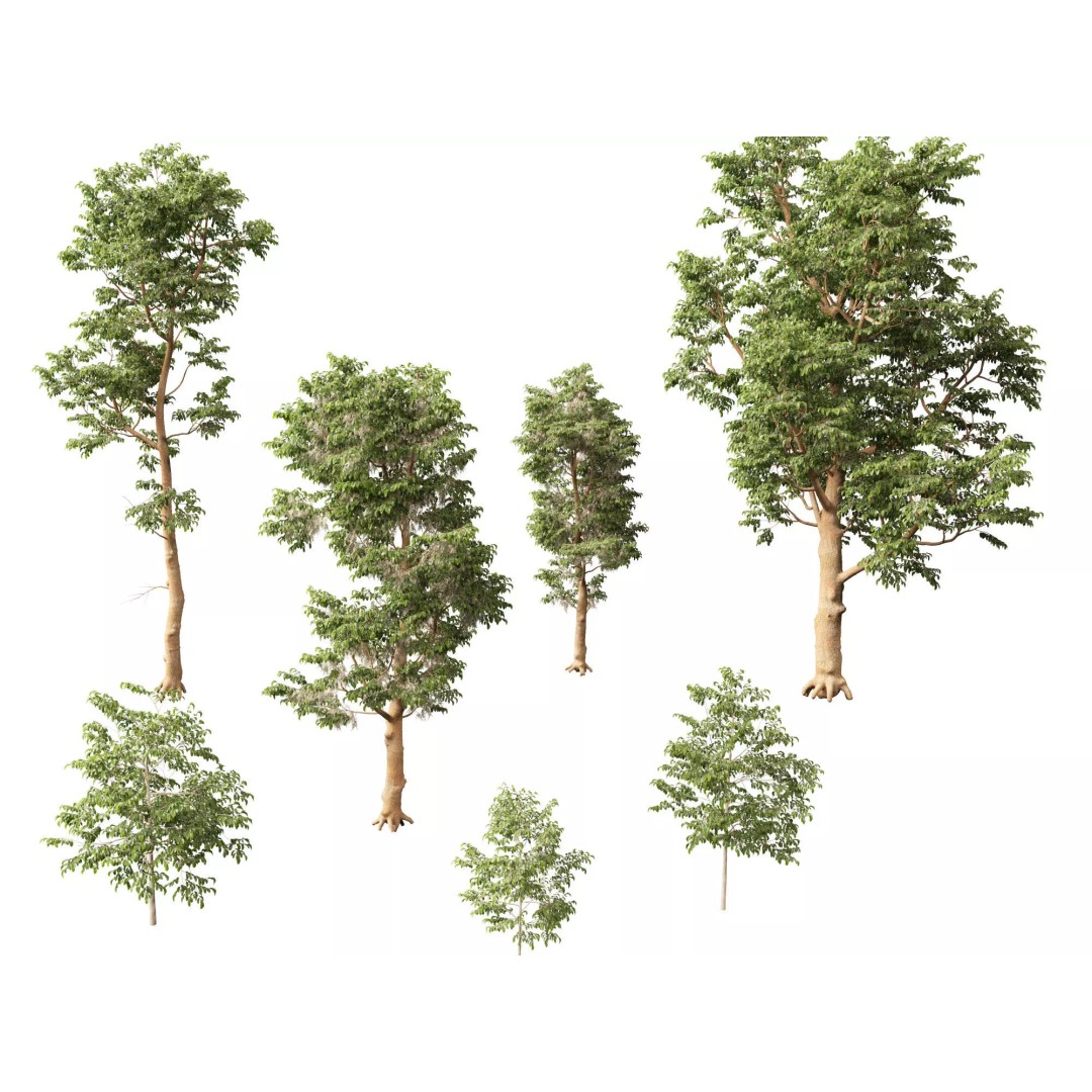 Shorea Roxburghii 3D Model – Low Poly Plant Asset, FBX & Blender - View 2