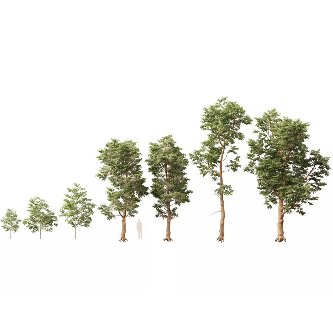 Shorea Roxburghii 3D Model – Low Poly Plant Asset, FBX & Blender - View 3