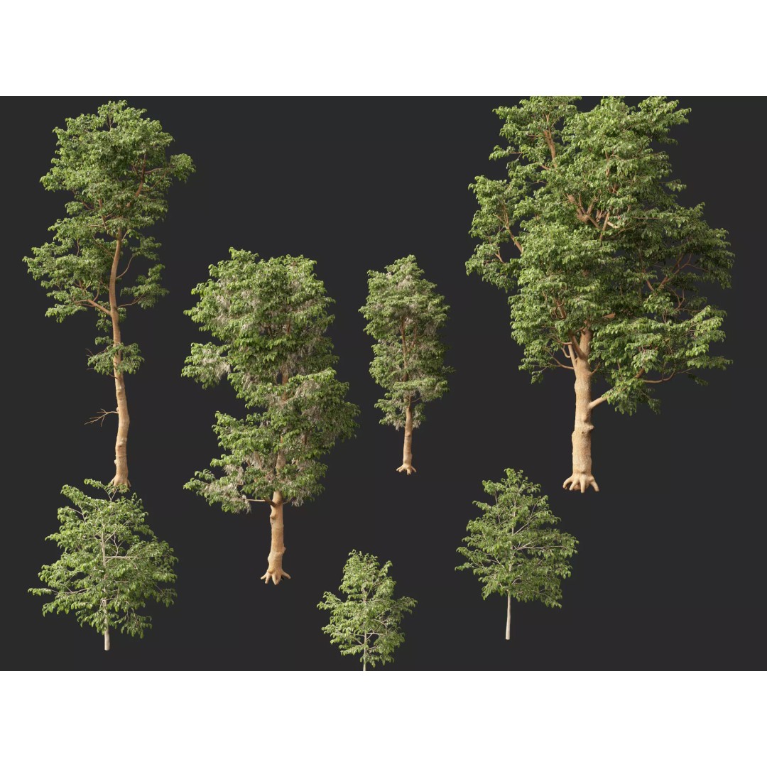 Shorea Roxburghii 3D Model – Low Poly Plant Asset, FBX & Blender - View 4