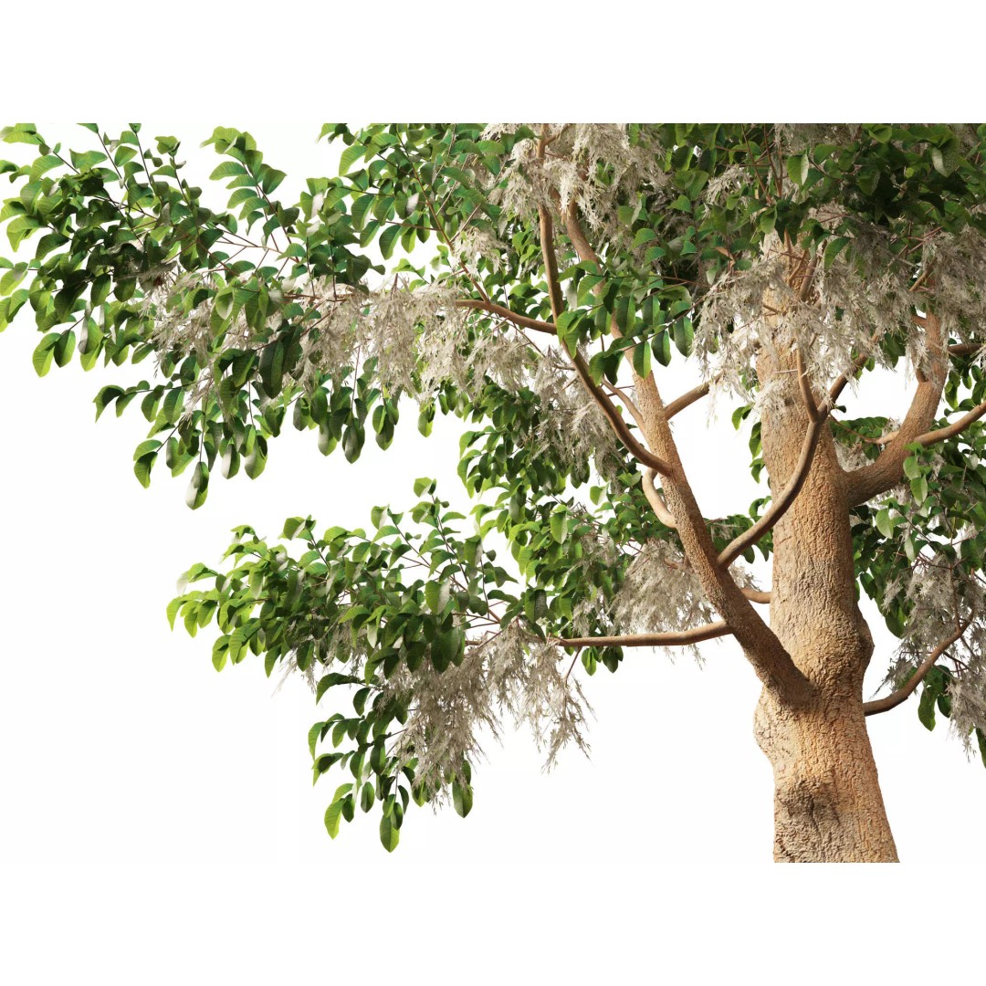 Shorea Roxburghii 3D Model – Low Poly Plant Asset, FBX & Blender - View 5