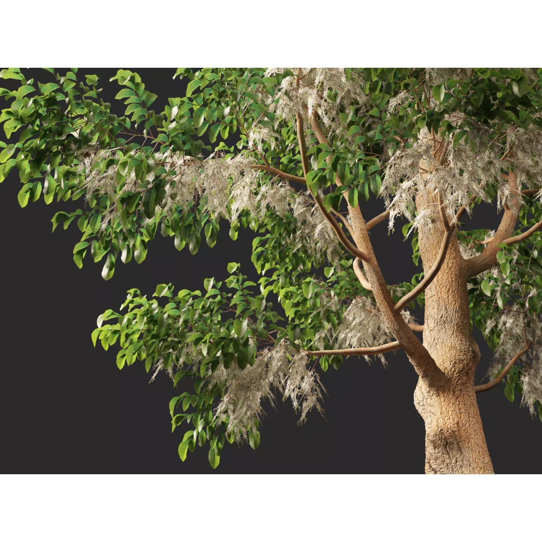 Shorea Roxburghii 3D Model – Low Poly Plant Asset, FBX & Blender - View 6