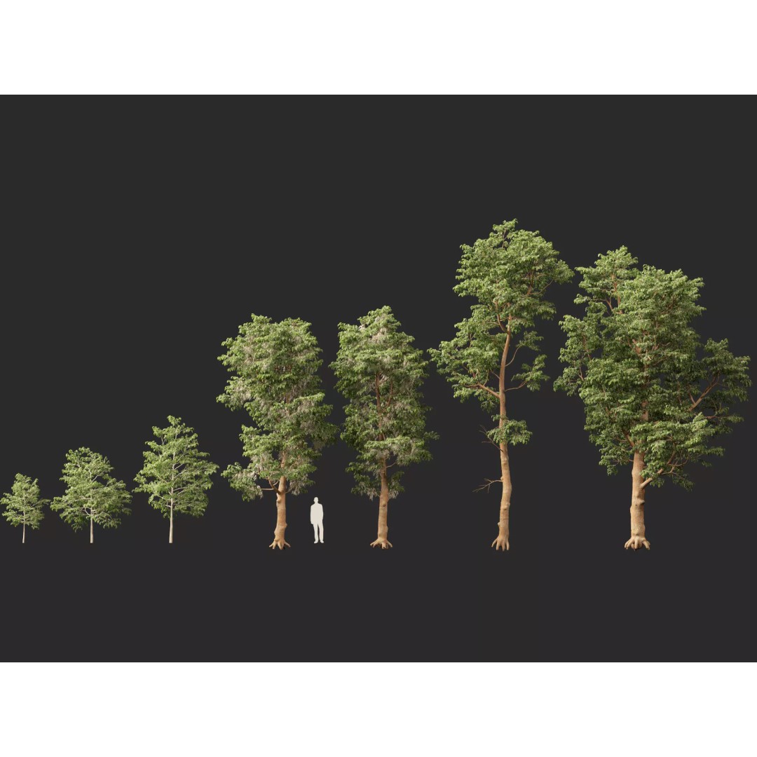 Shorea Roxburghii 3D Model – Low Poly Plant Asset, FBX & Blender - View 7