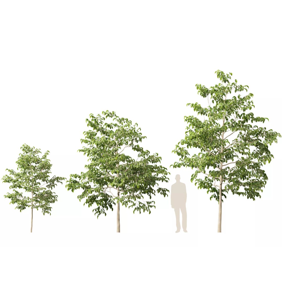 Shorea Roxburghii 3D Model – Low Poly Plant Asset, FBX & Blender - View 8
