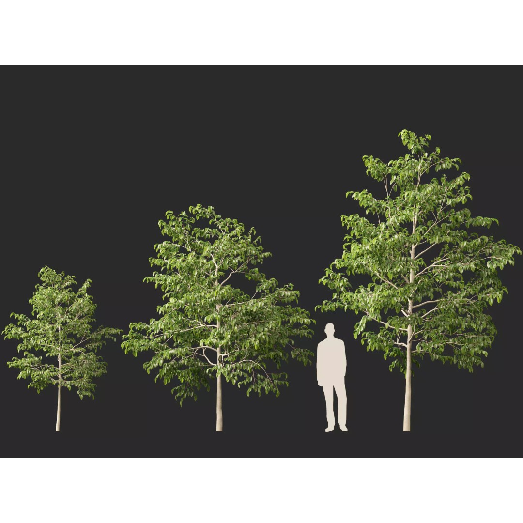 Shorea Roxburghii 3D Model – Low Poly Plant Asset, FBX & Blender - View 9
