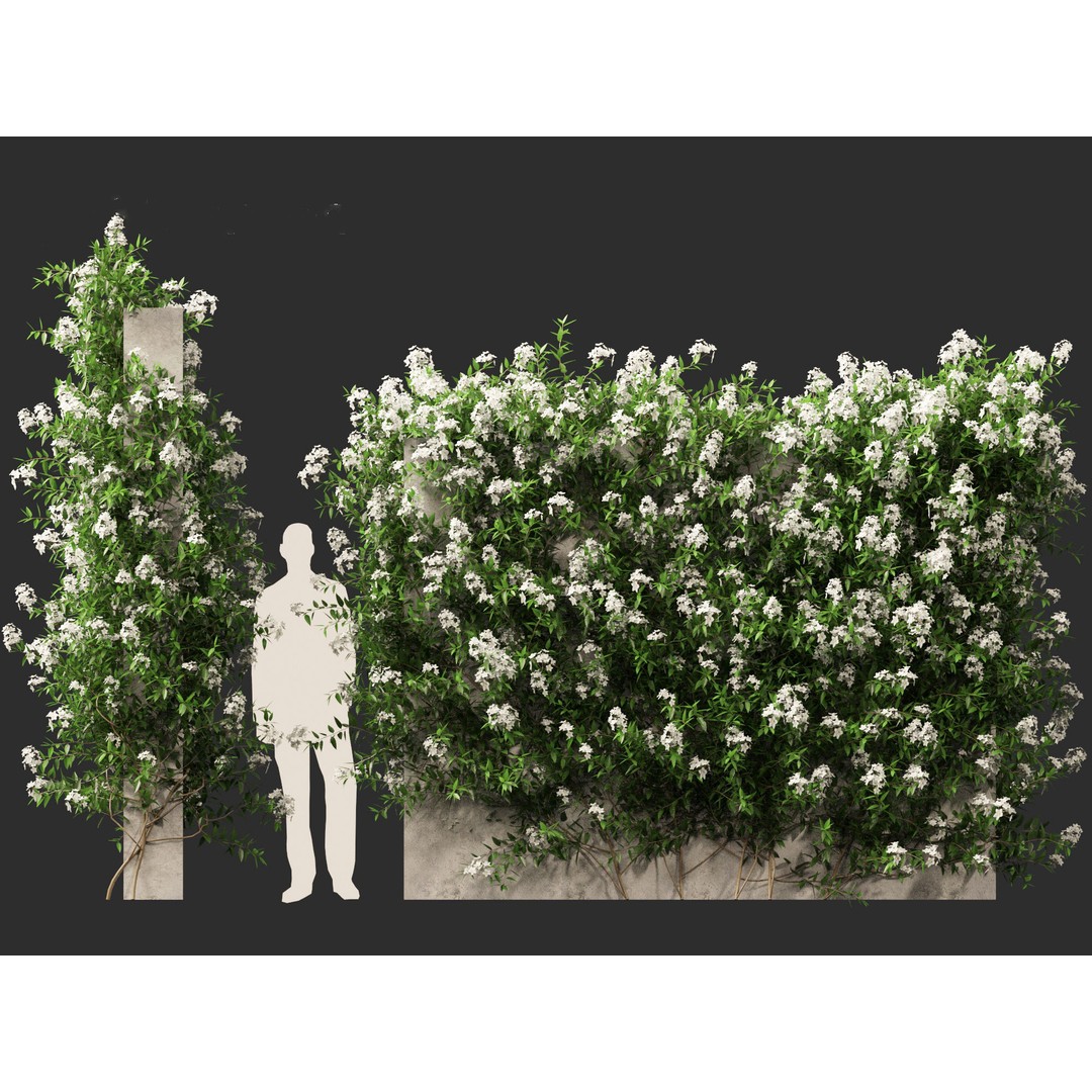 Solanum Laxum 3D Model – Realistic Potato Vine, FBX, PBR Textures