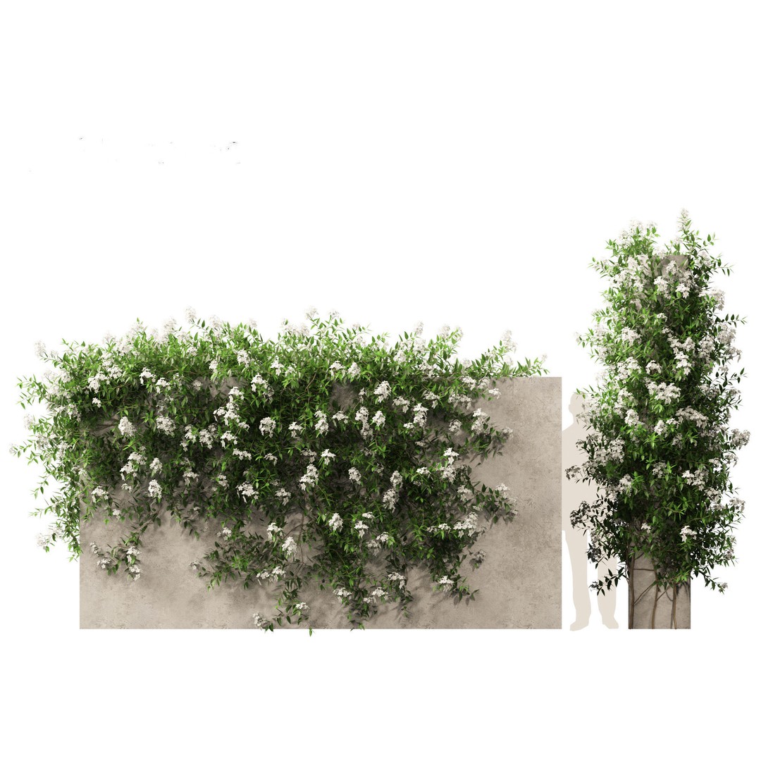 Solanum Laxum 3D Model – Realistic Potato Vine, FBX, PBR Textures - View 10