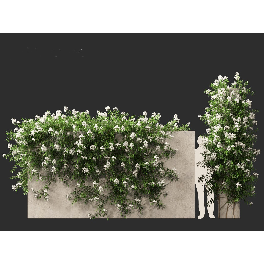 Solanum Laxum 3D Model – Realistic Potato Vine, FBX, PBR Textures - View 11