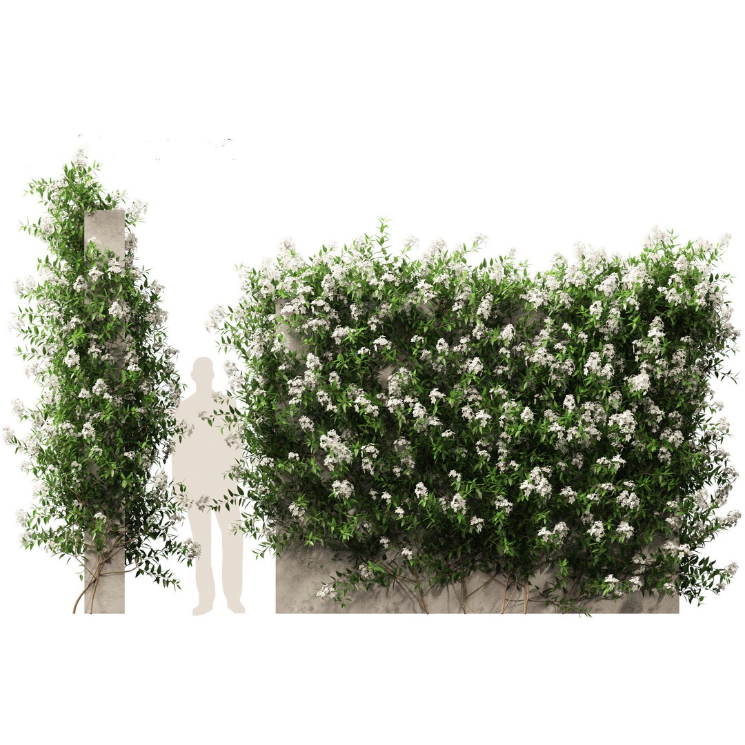 Solanum Laxum 3D Model – Realistic Potato Vine, FBX, PBR Textures - View 12