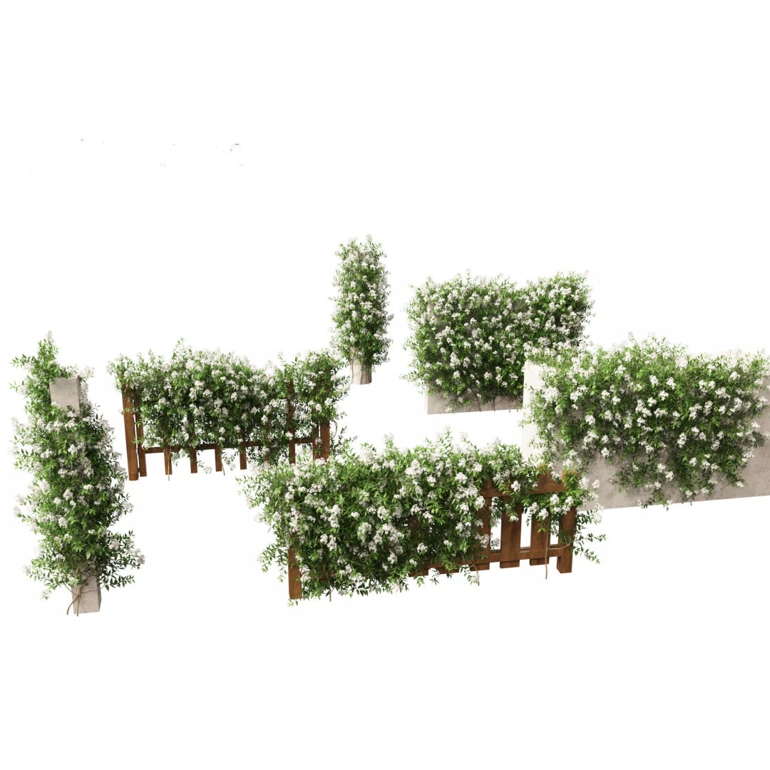 Solanum Laxum 3D Model – Realistic Potato Vine, FBX, PBR Textures - View 2
