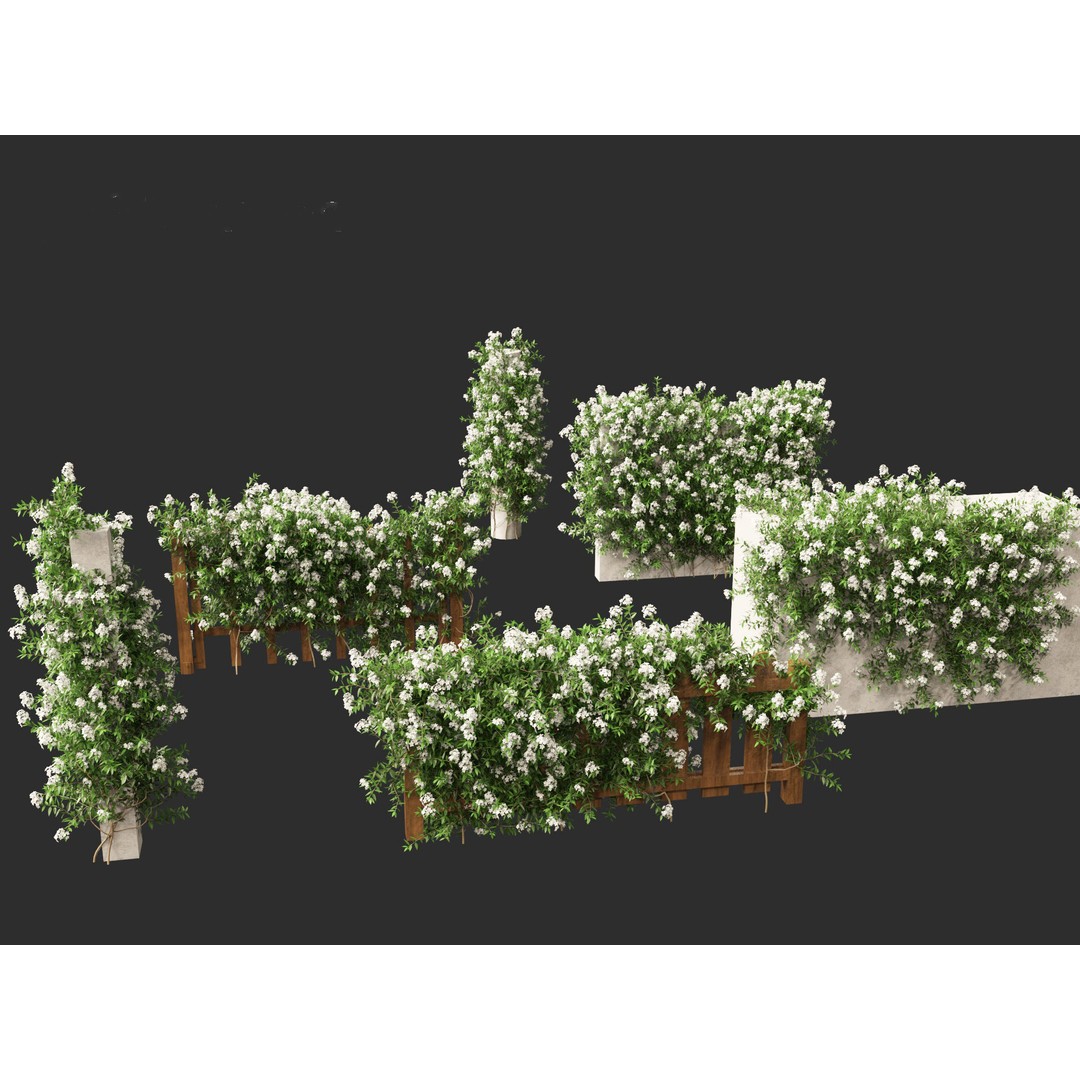 Solanum Laxum 3D Model – Realistic Potato Vine, FBX, PBR Textures - View 4