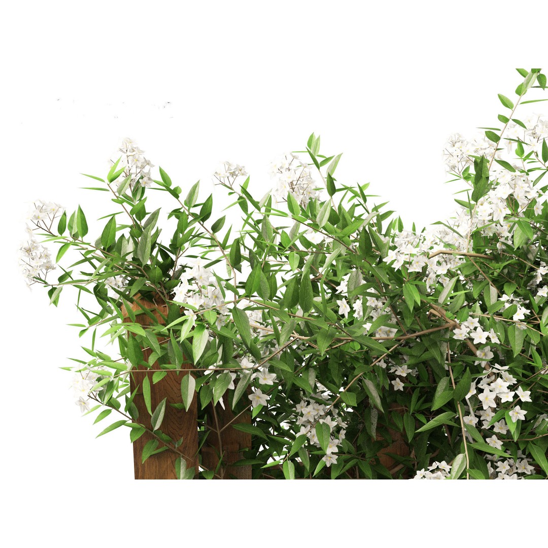 Solanum Laxum 3D Model – Realistic Potato Vine, FBX, PBR Textures - View 5