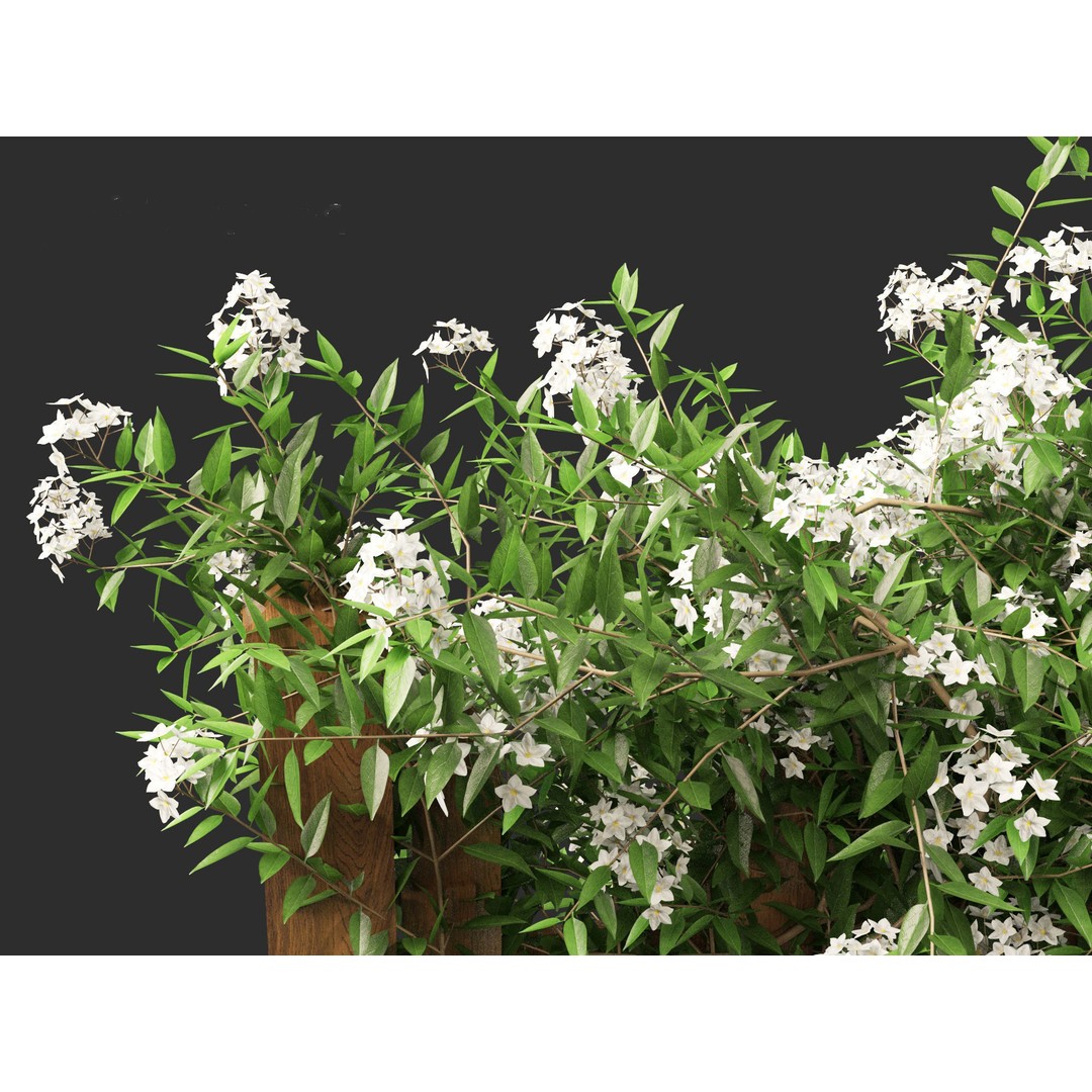Solanum Laxum 3D Model – Realistic Potato Vine, FBX, PBR Textures - View 6