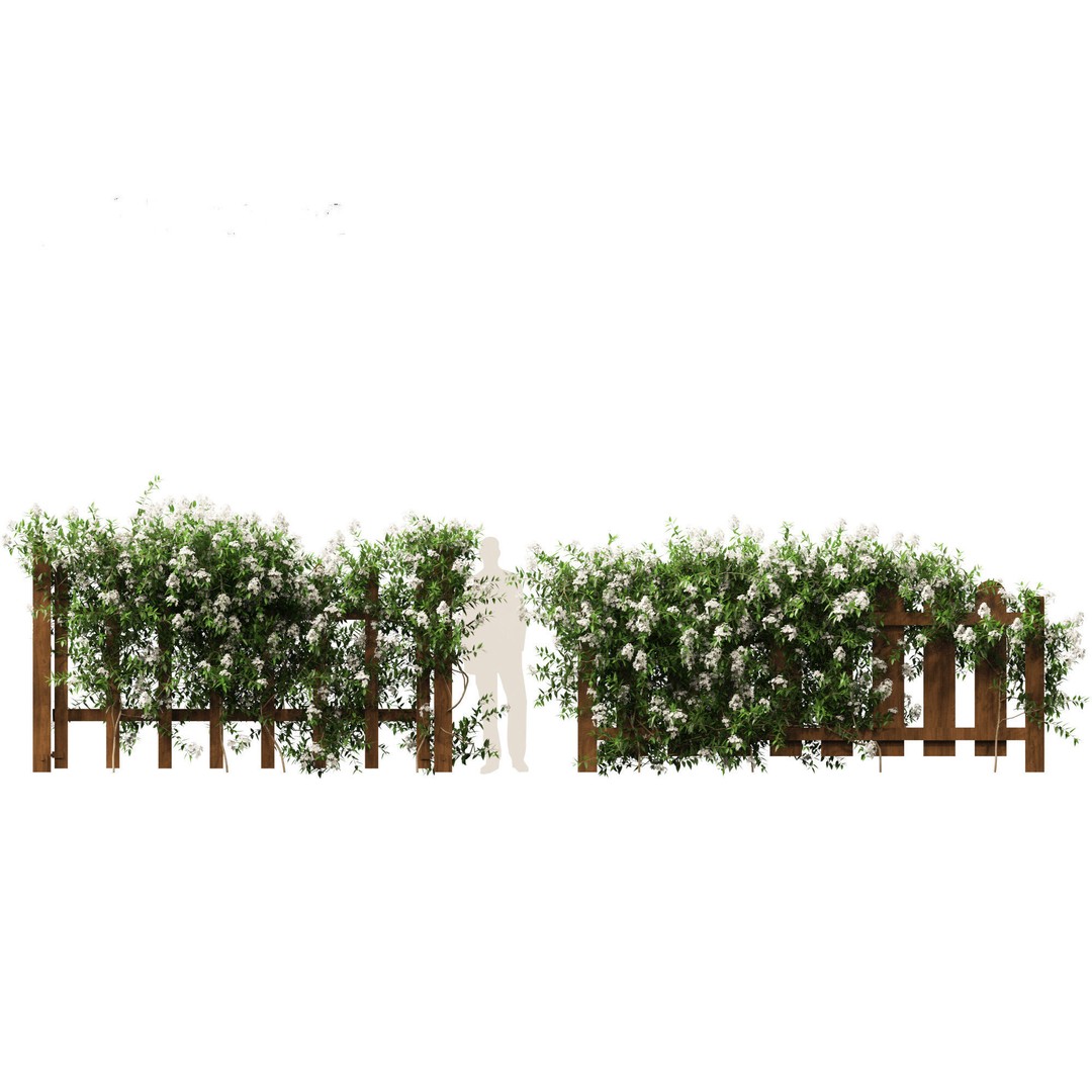 Solanum Laxum 3D Model – Realistic Potato Vine, FBX, PBR Textures - View 8