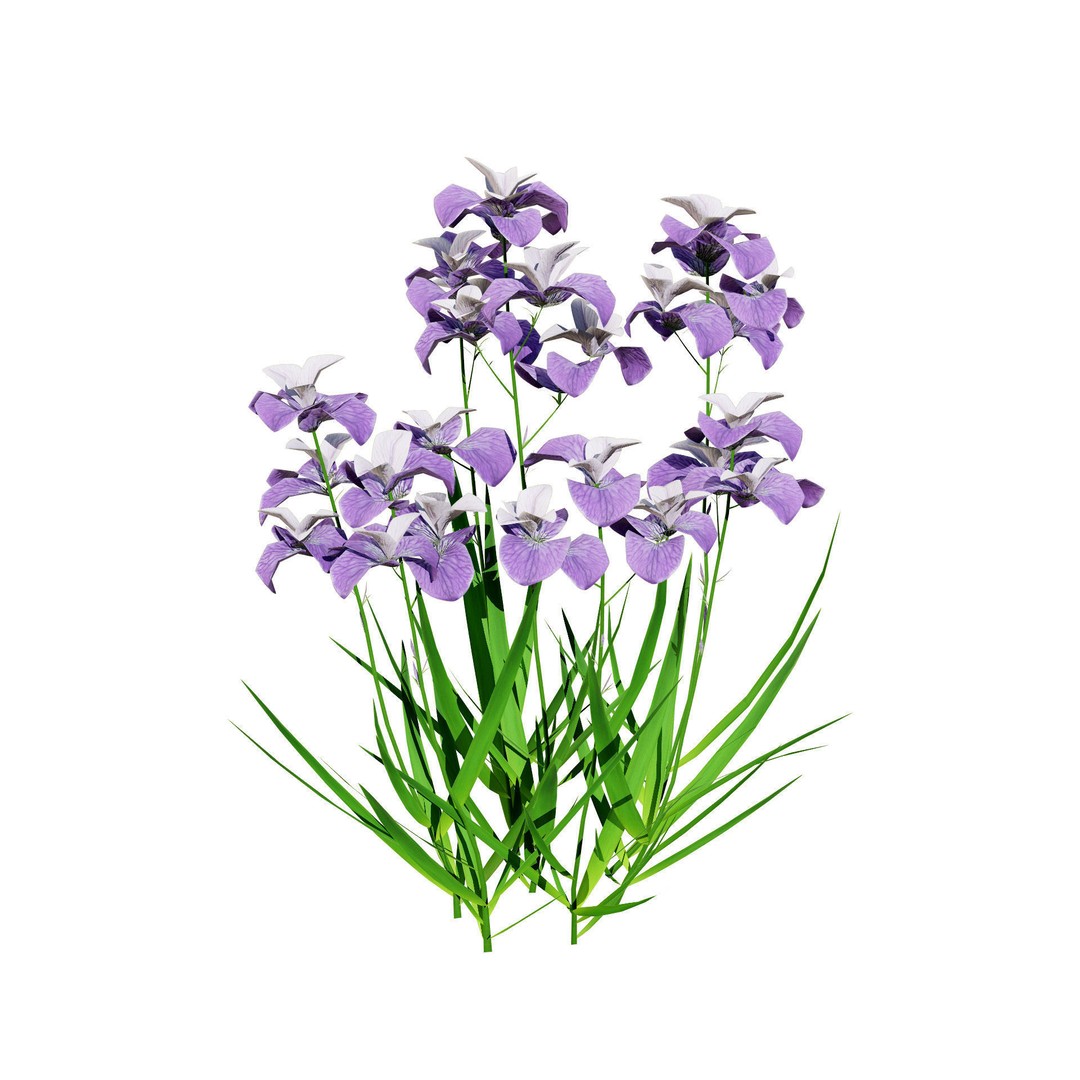 Iris Pallida 3D Model – Low Poly Flower Asset, Game-Ready Formats - View 10