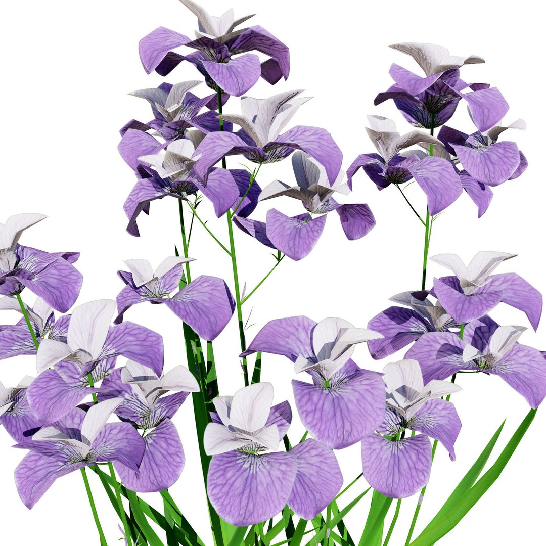 Iris Pallida 3D Model – Low Poly Flower Asset, Game-Ready Formats - View 11