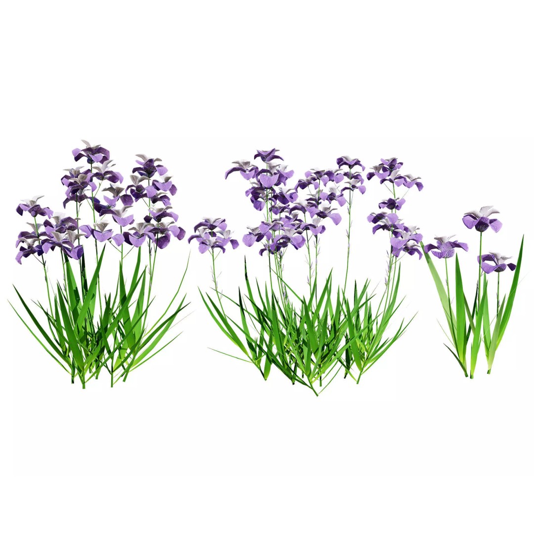 Iris Pallida 3D Model – Low Poly Flower Asset, Game-Ready Formats - View 2
