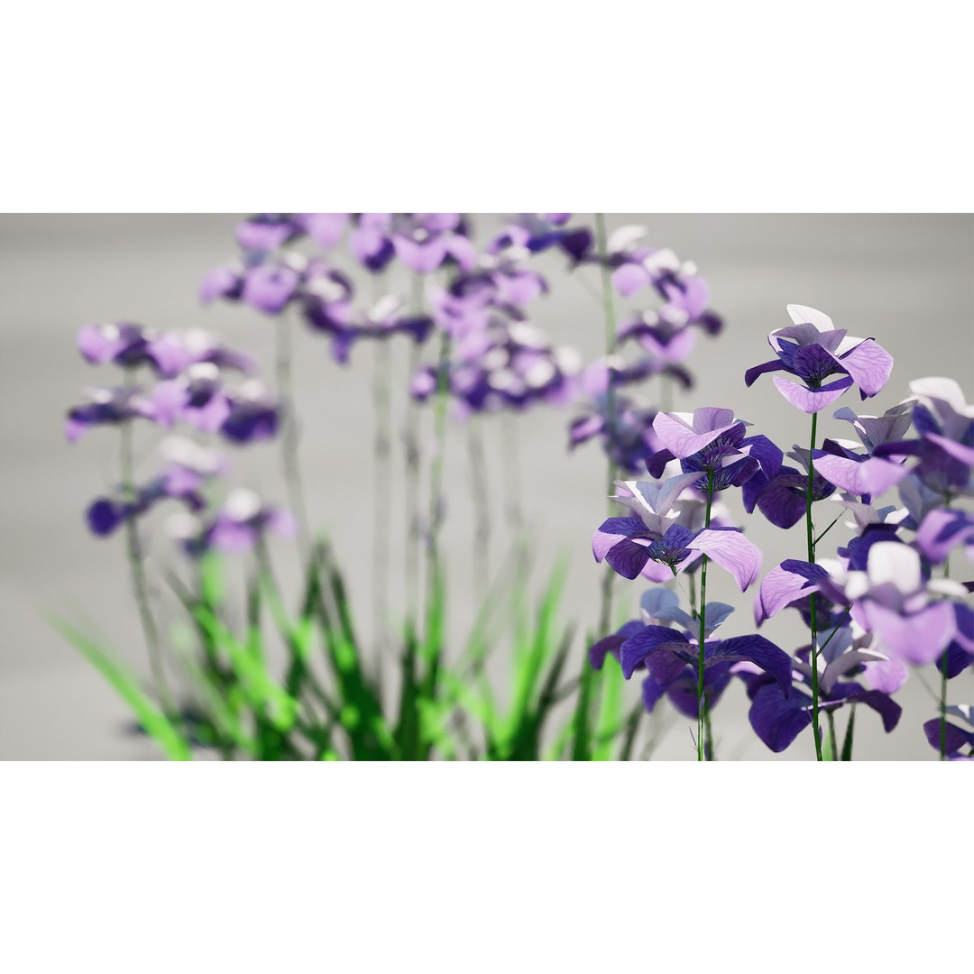Iris Pallida 3D Model – Low Poly Flower Asset, Game-Ready Formats - View 3