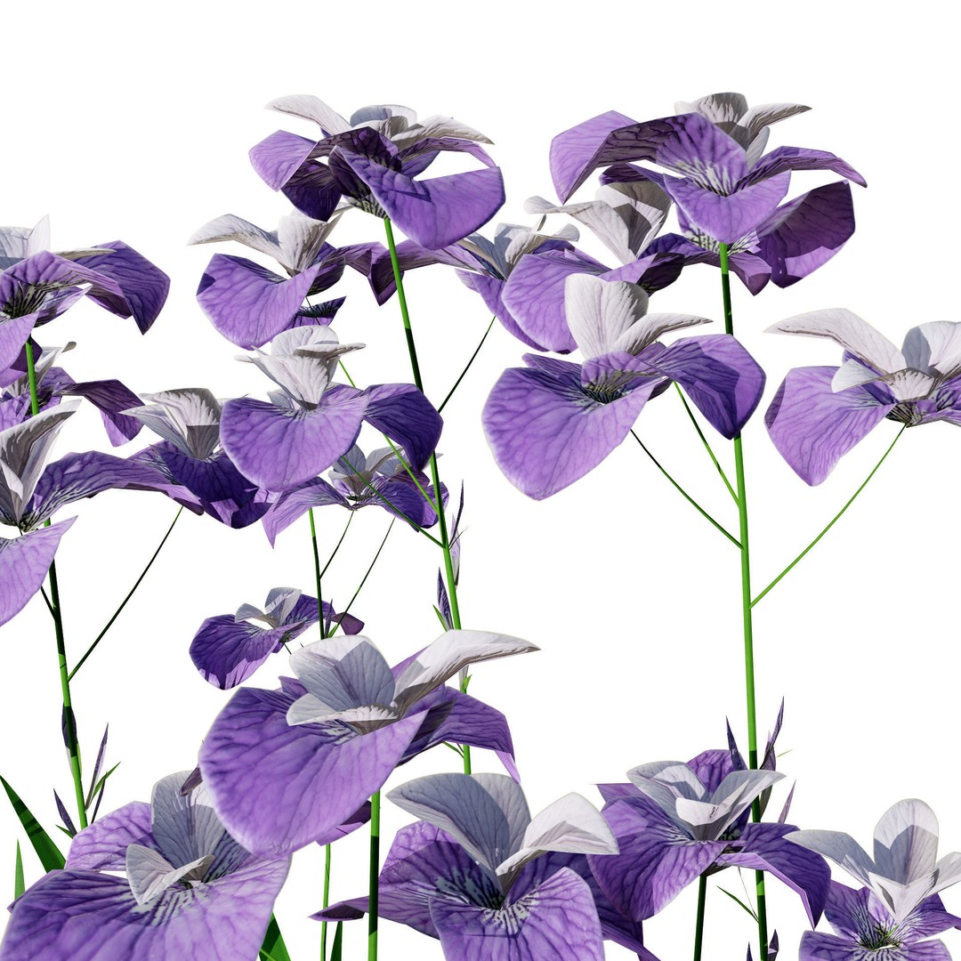 Iris Pallida 3D Model – Low Poly Flower Asset, Game-Ready Formats - View 6