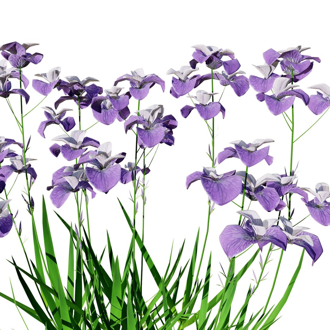 Iris Pallida 3D Model – Low Poly Flower Asset, Game-Ready Formats - View 7