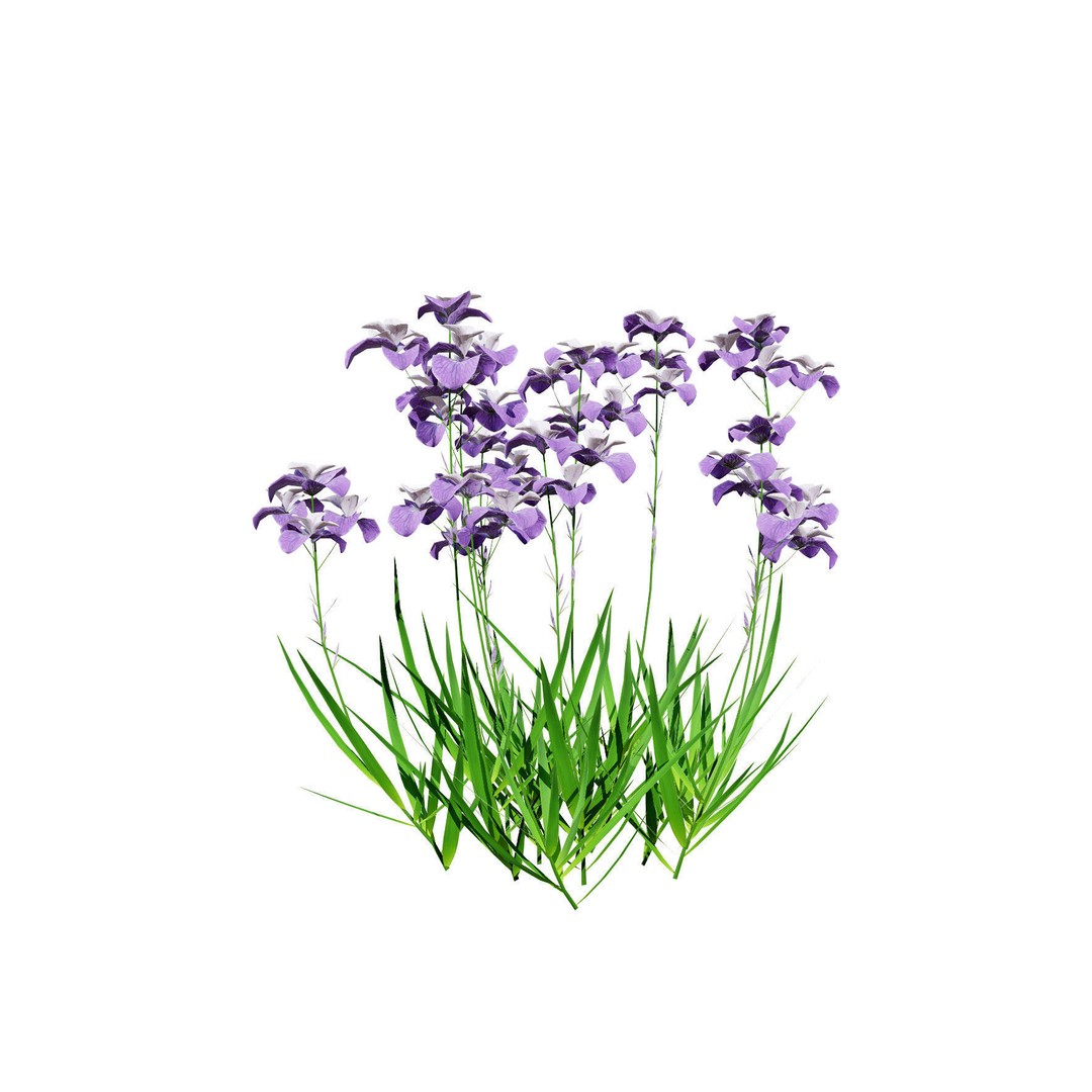 Iris Pallida 3D Model – Low Poly Flower Asset, Game-Ready Formats - View 8