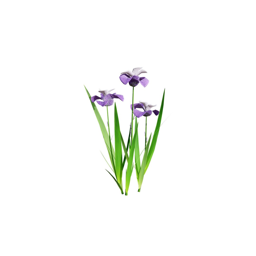 Iris Pallida 3D Model – Low Poly Flower Asset, Game-Ready Formats - View 9