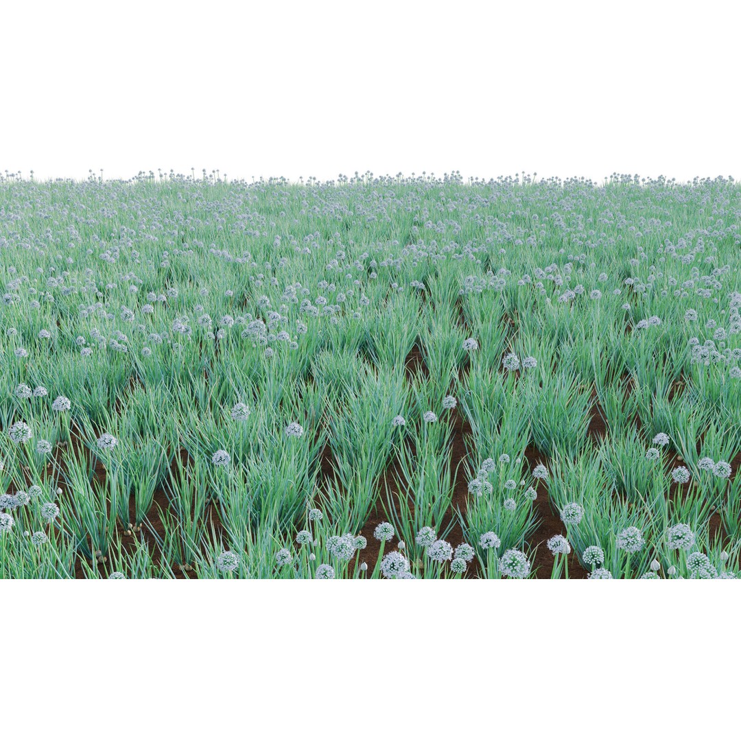 Common Onion 3D Model – PBR Plant Asset, FBX Format