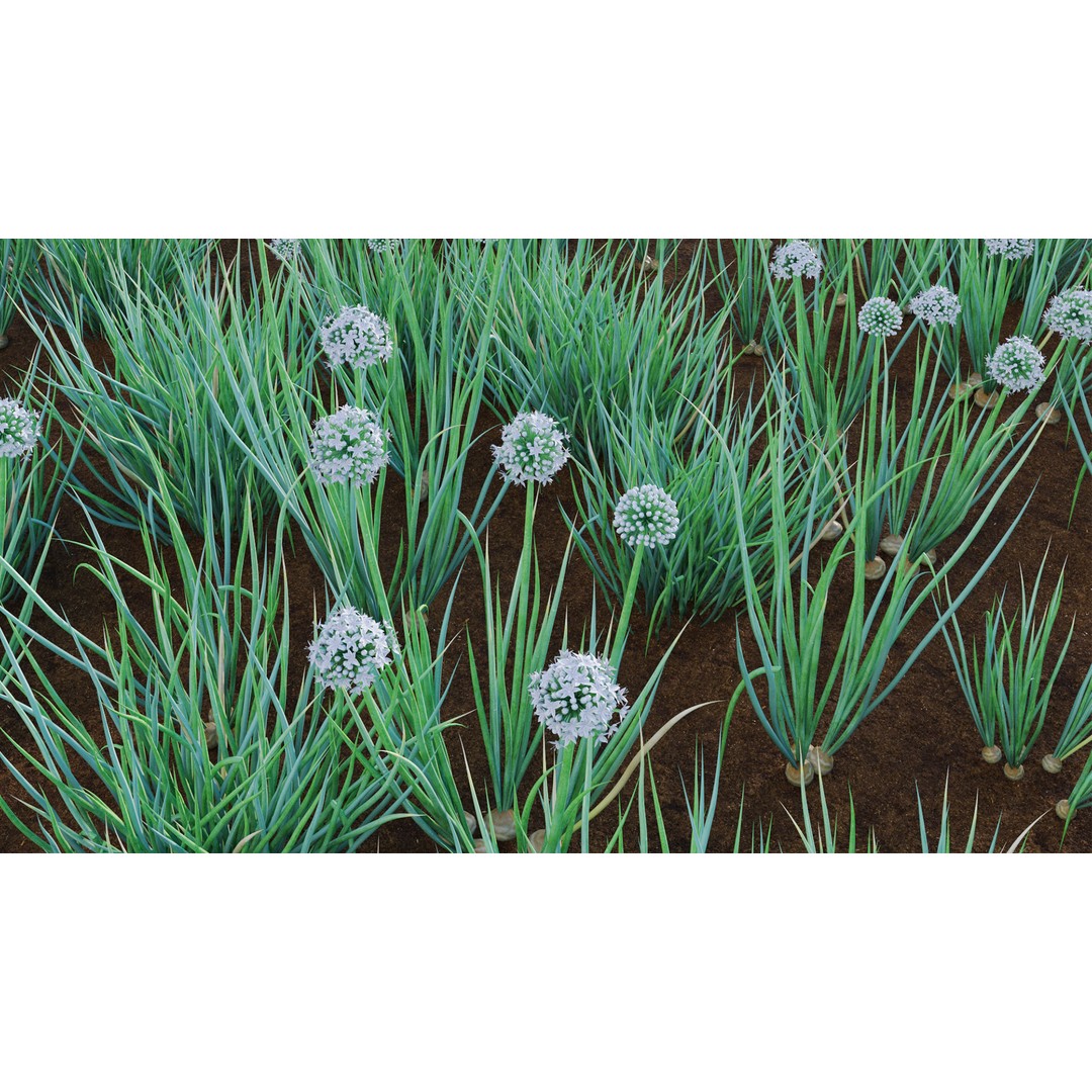 Common Onion 3D Model – PBR Plant Asset, FBX Format - View 10