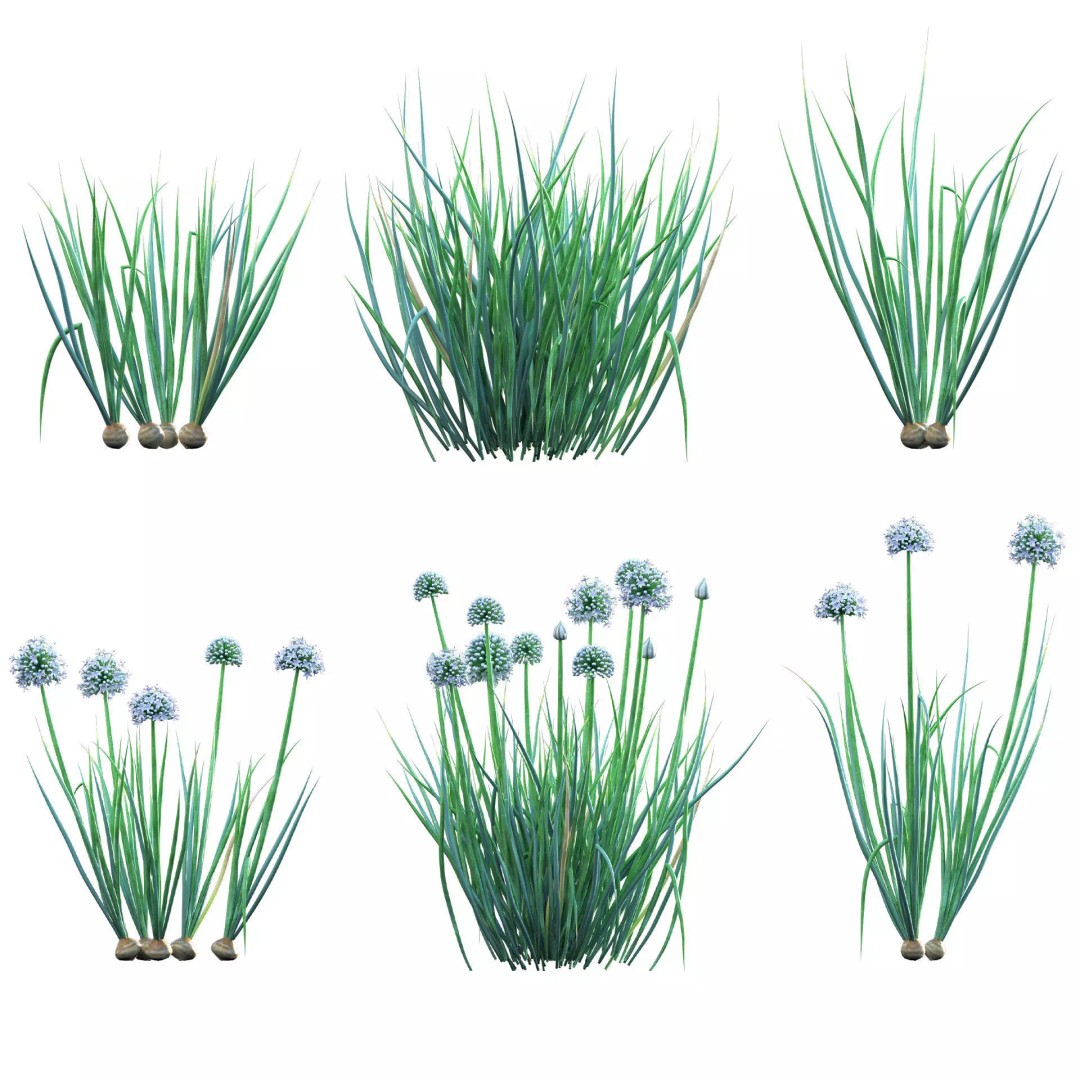 Common Onion 3D Model – PBR Plant Asset, FBX Format - View 2