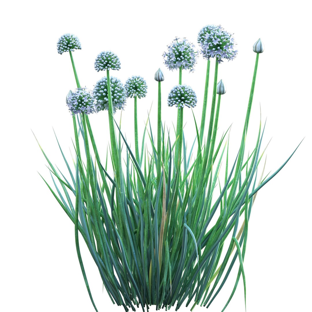 Common Onion 3D Model – PBR Plant Asset, FBX Format - View 3