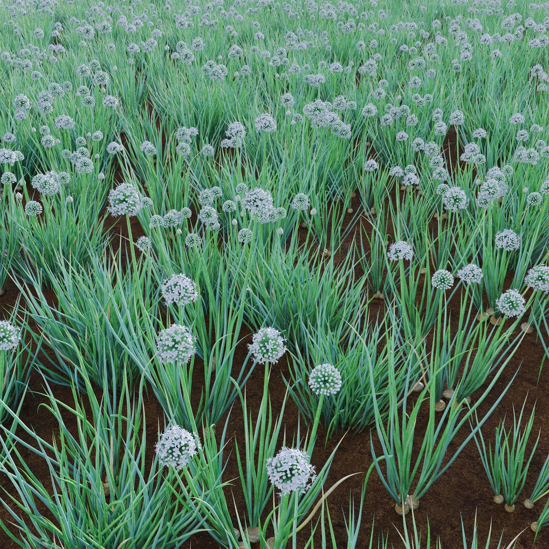Common Onion 3D Model – PBR Plant Asset, FBX Format - View 4