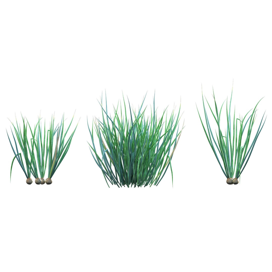 Common Onion 3D Model – PBR Plant Asset, FBX Format - View 7