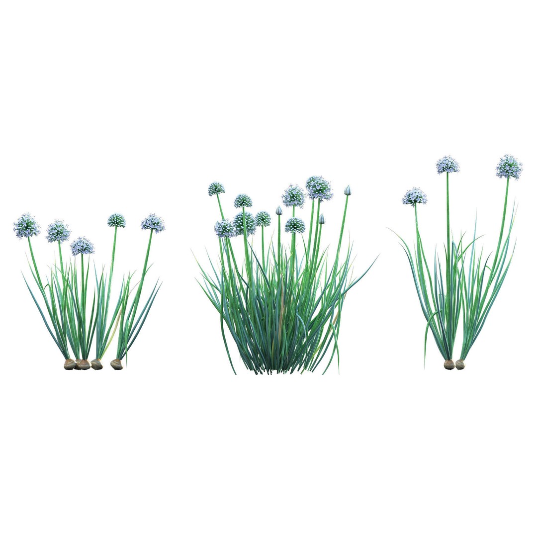 Common Onion 3D Model – PBR Plant Asset, FBX Format - View 8