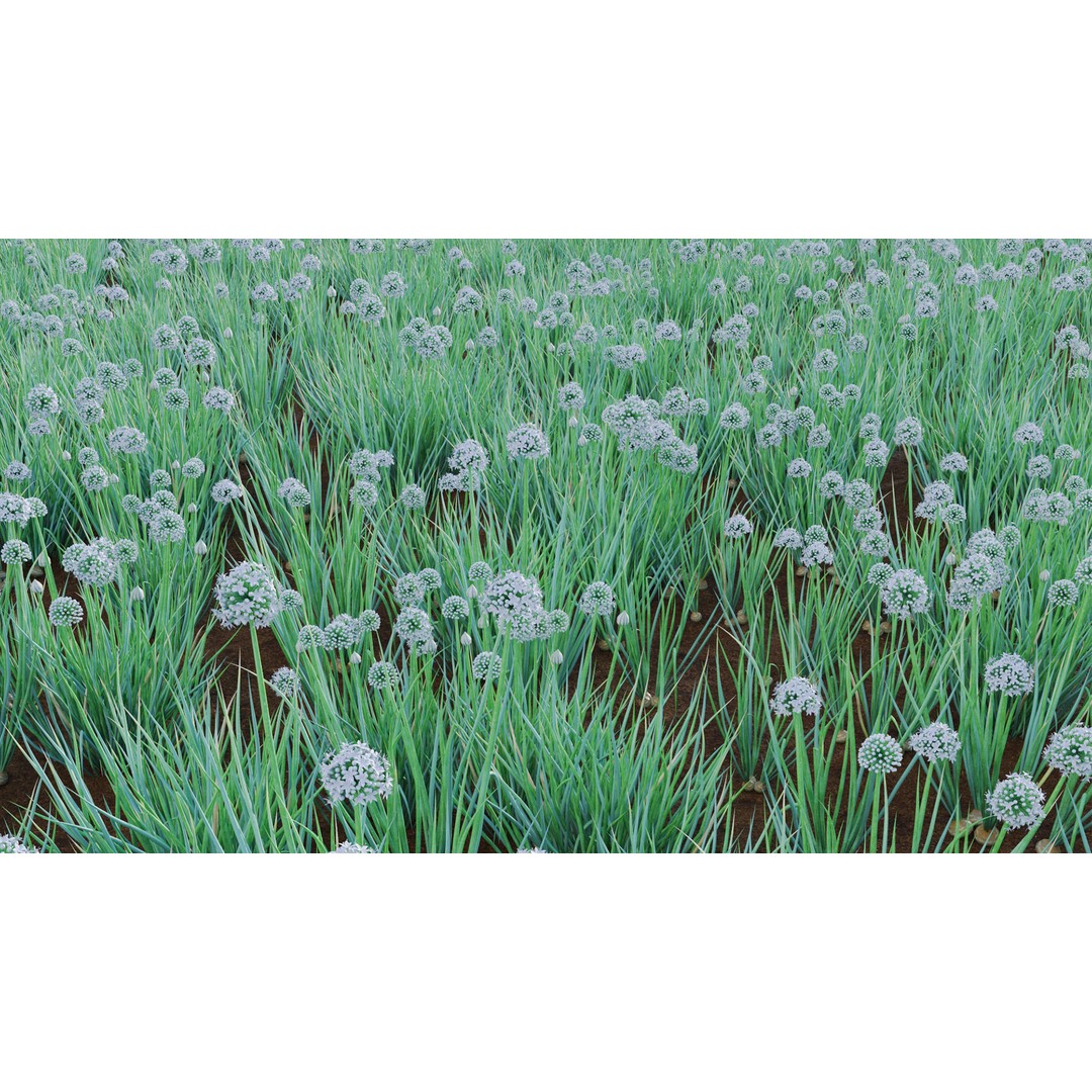 Common Onion 3D Model – PBR Plant Asset, FBX Format - View 9