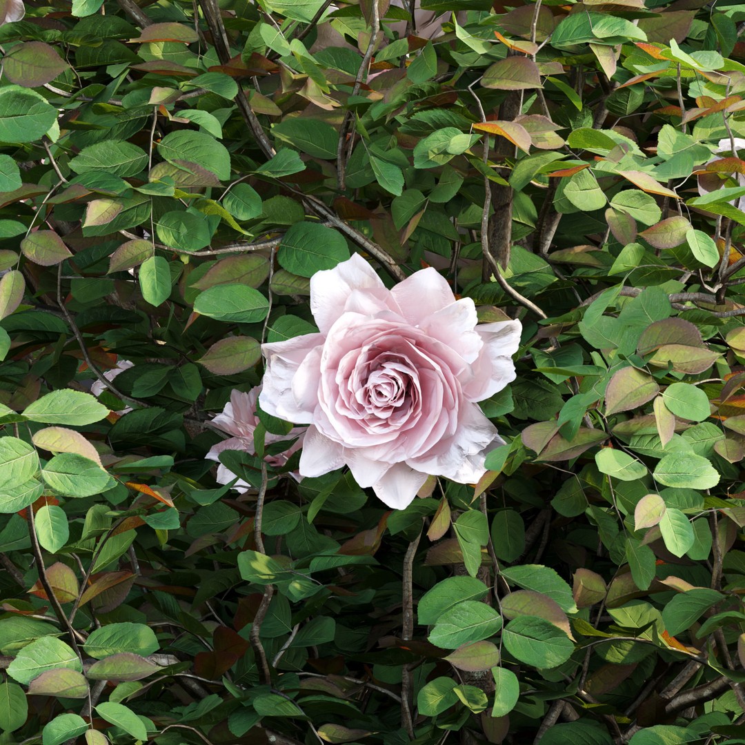 Rose Bushes 3D Model – PBR Plant Collection, FBX & OBJ Formats - View 10