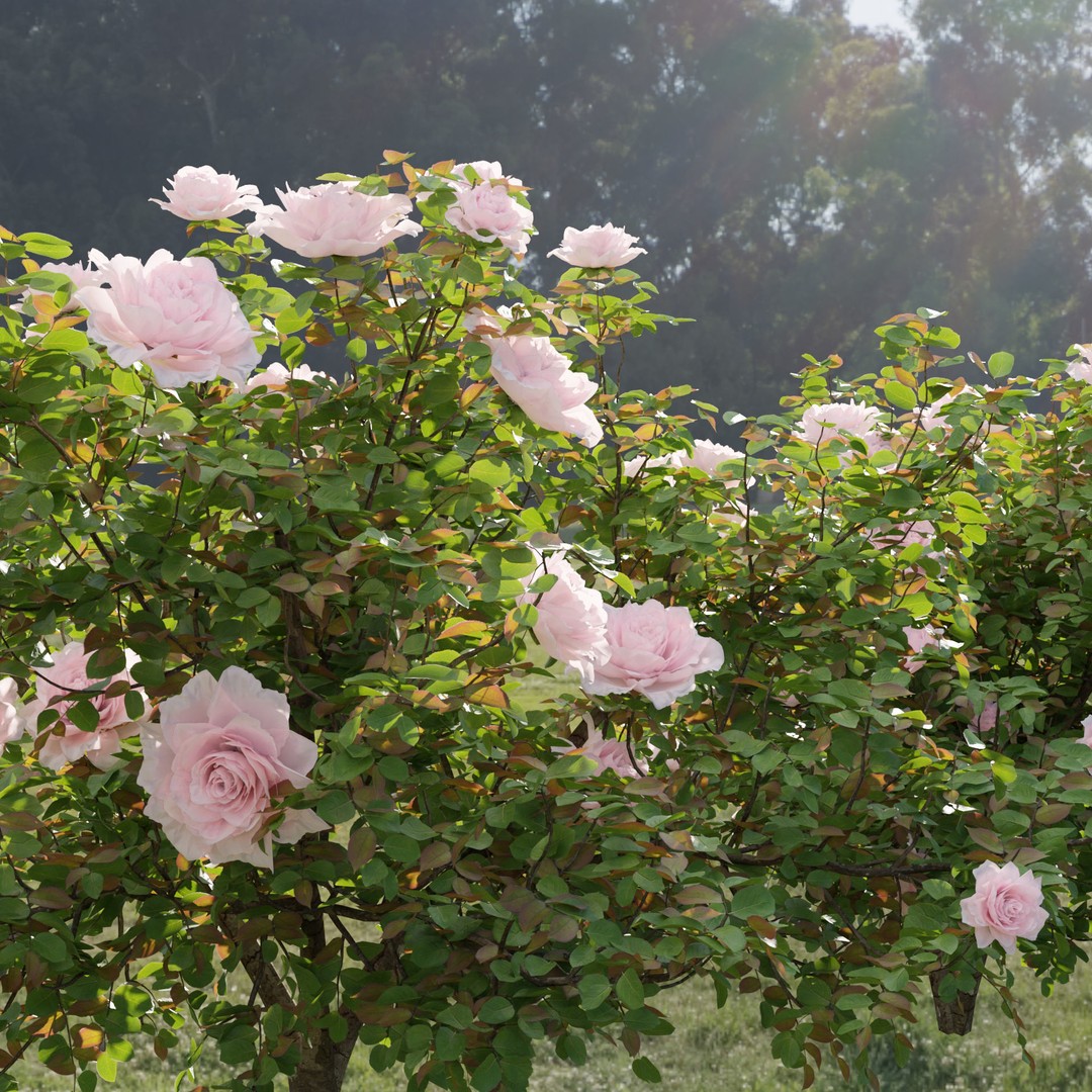 Rose Bushes 3D Model – PBR Plant Collection, FBX & OBJ Formats - View 3
