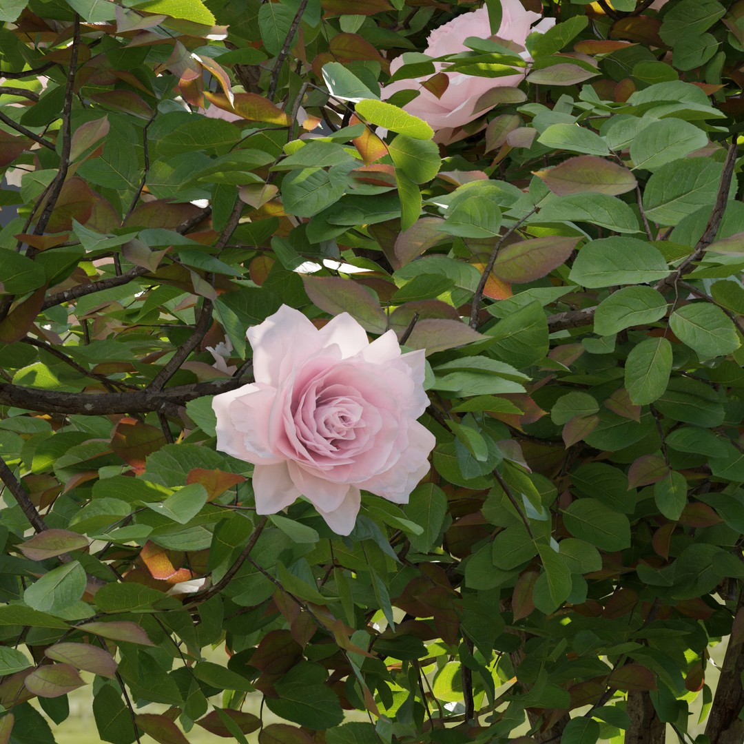 Rose Bushes 3D Model – PBR Plant Collection, FBX & OBJ Formats - View 4