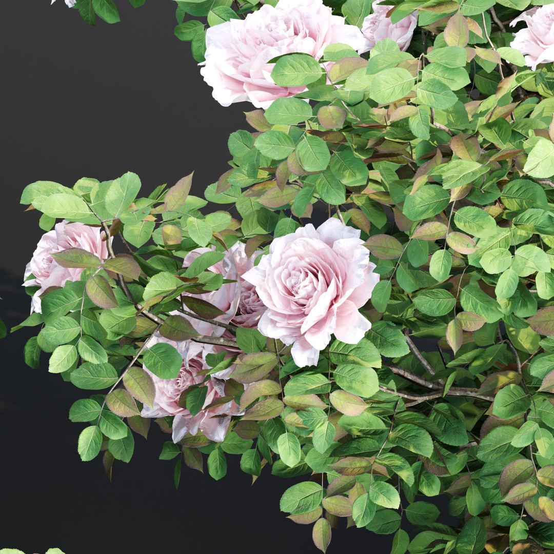 Rose Bushes 3D Model – PBR Plant Collection, FBX & OBJ Formats - View 5