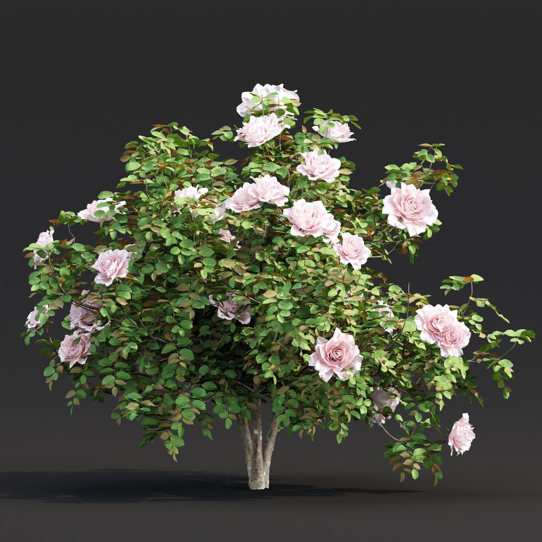 Rose Bushes 3D Model – PBR Plant Collection, FBX & OBJ Formats - View 6