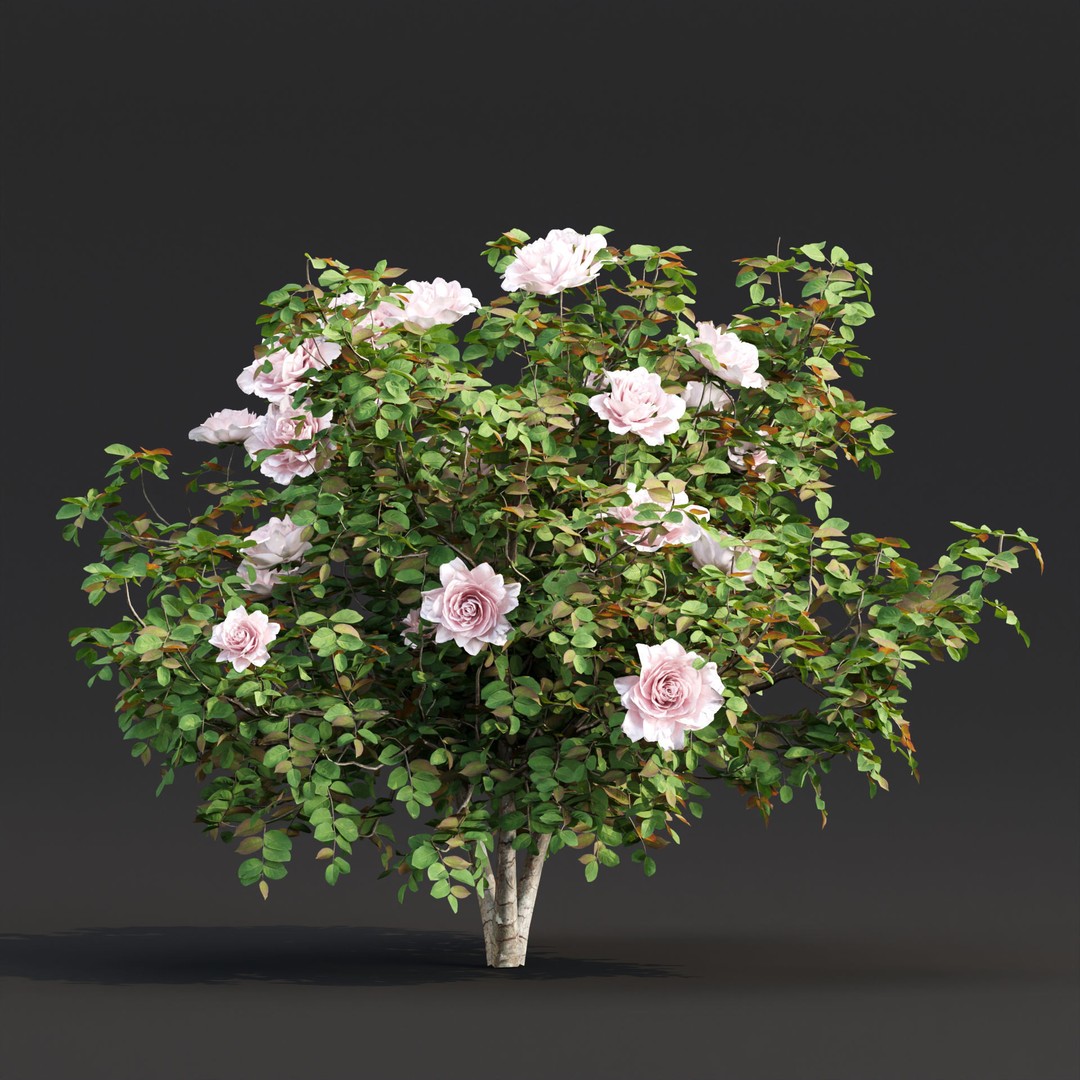 Rose Bushes 3D Model – PBR Plant Collection, FBX & OBJ Formats - View 7