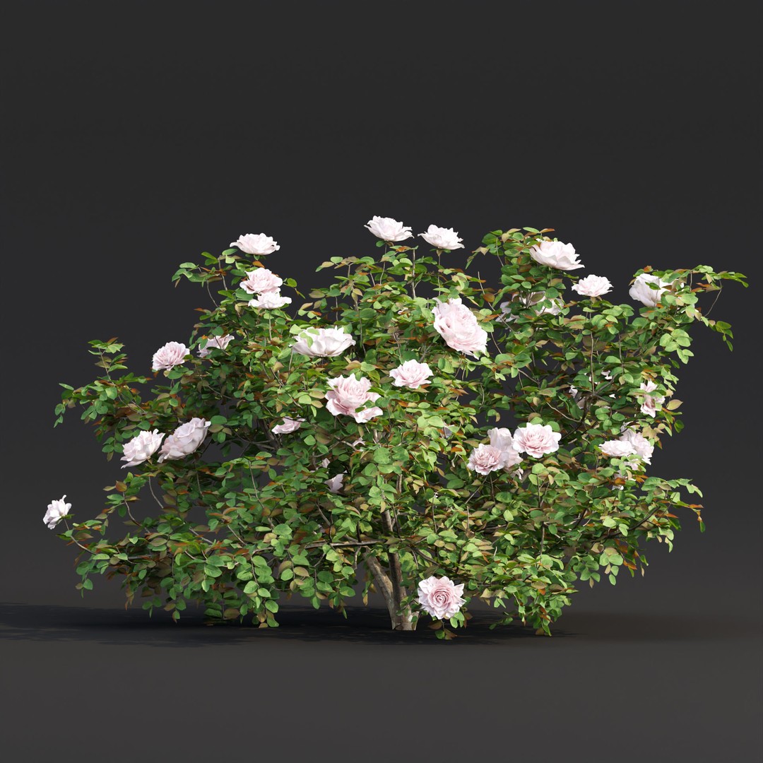 Rose Bushes 3D Model – PBR Plant Collection, FBX & OBJ Formats - View 8