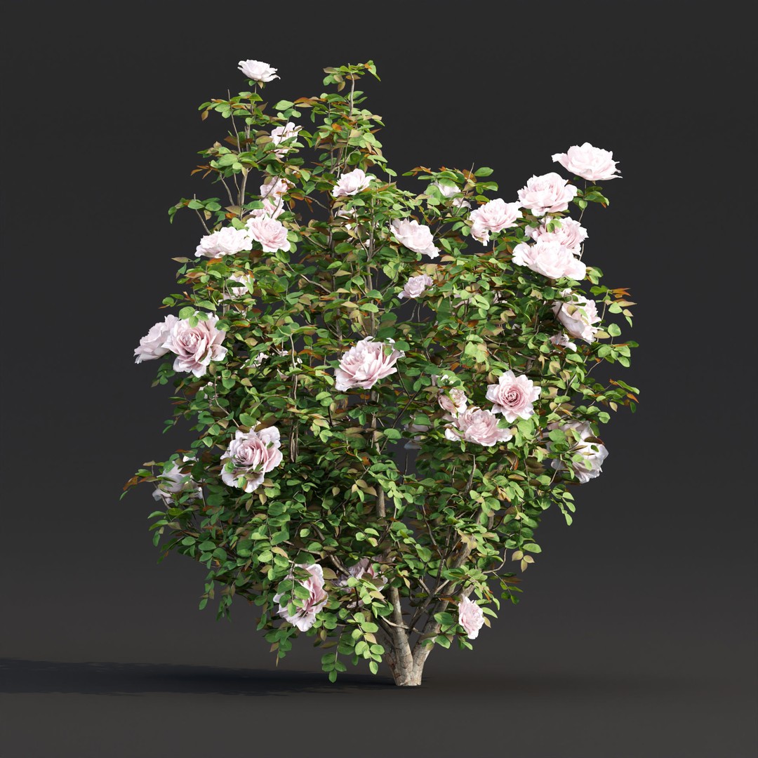 Rose Bushes 3D Model – PBR Plant Collection, FBX & OBJ Formats - View 9
