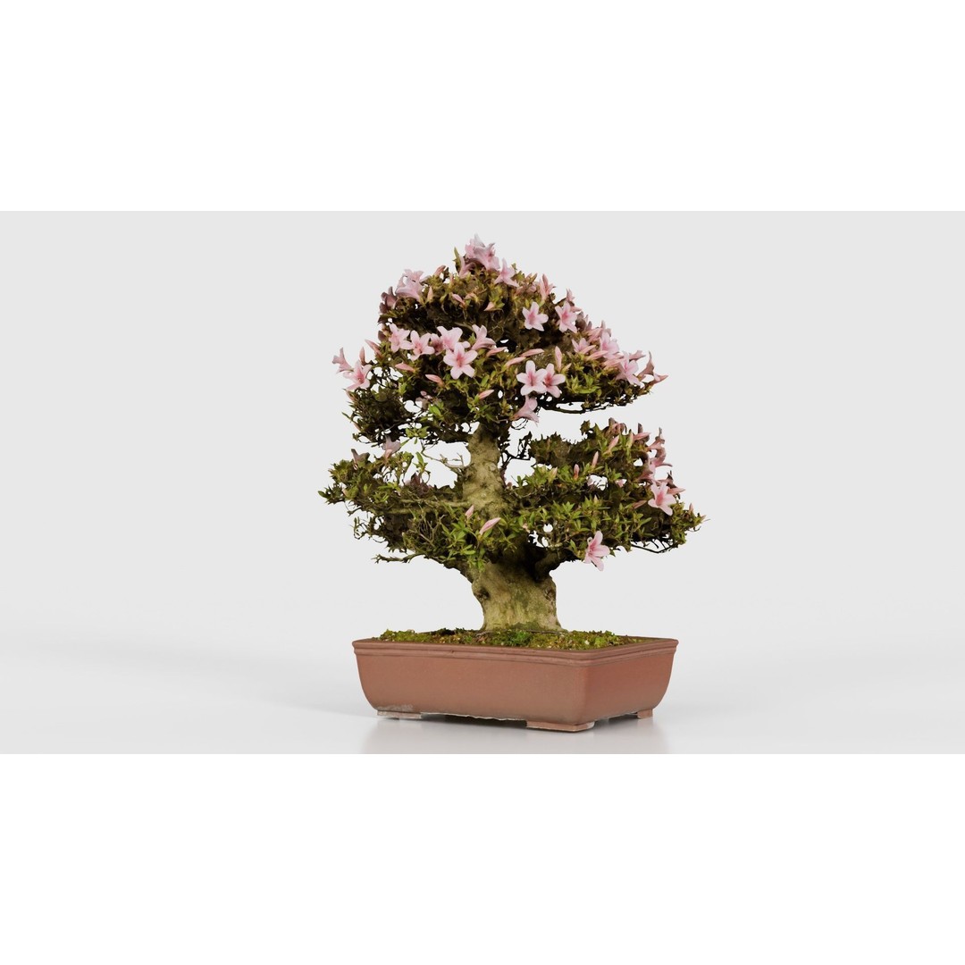 Satsuki Azalea Bonsai Tree 3D Model – Low Poly Game Asset, FBX, PBR