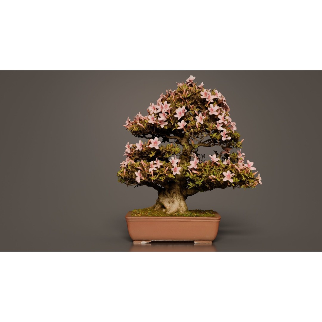 Satsuki Azalea Bonsai Tree 3D Model – Low Poly Game Asset, FBX, PBR - View 10