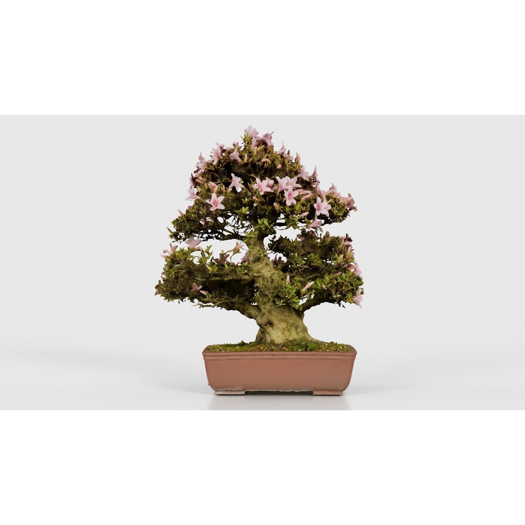 Satsuki Azalea Bonsai Tree 3D Model – Low Poly Game Asset, FBX, PBR - View 17