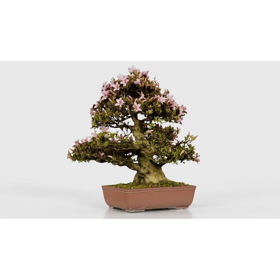 Satsuki Azalea Bonsai Tree 3D Model – Low Poly Game Asset, FBX, PBR - View 18