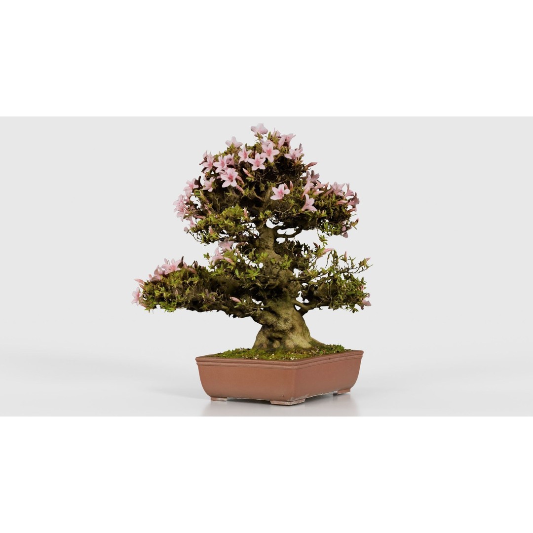 Satsuki Azalea Bonsai Tree 3D Model – Low Poly Game Asset, FBX, PBR - View 19