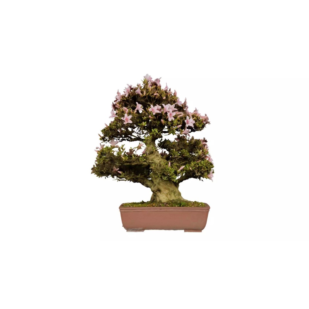 Satsuki Azalea Bonsai Tree 3D Model – Low Poly Game Asset, FBX, PBR - View 2